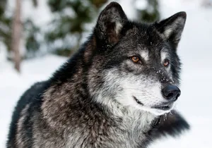 Wild Wolf In Nature Wallpaper