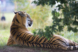 Wildlife Photography Tiger Hd Wallpaper