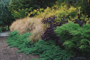 Wind Grass Garden Shrubs Overgrown Wallpaper