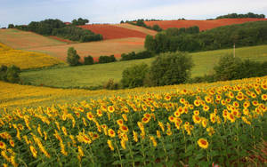 Windy Yellow Sunflower Field Wallpaper