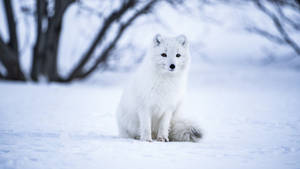 Winter Aesthetic Arctic Fox Wallpaper