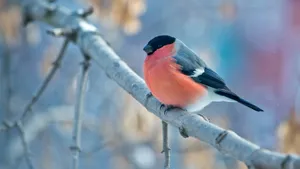 Winter Bird Perchedon Branch4 K Wallpaper