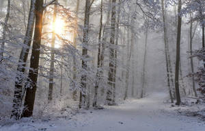 Winter In The Woods Wallpaper