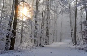 Winter In The Woods Wallpaper