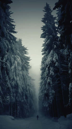 Winter Iphone 6 Plus Evergreen Trees Wallpaper