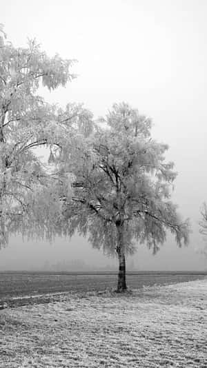 Winter Iphone 6 Plus Grey Trees Wallpaper