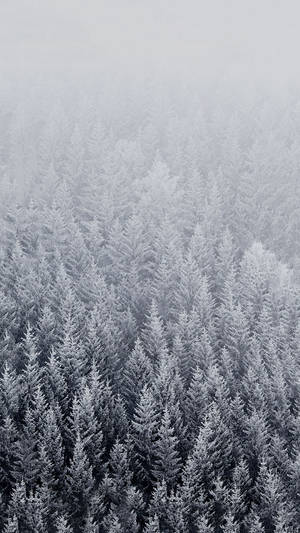 Winter Iphone Pine Trees Misty View Wallpaper