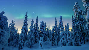 Winter_ Northern_ Lights_ Forest_4 K Wallpaper