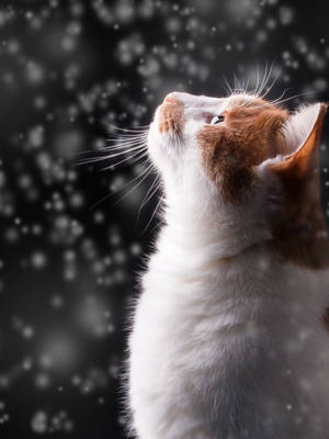 Winter Phone Cat Looking Up Wallpaper