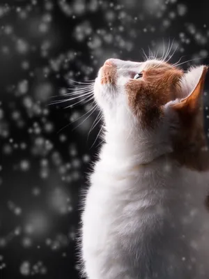 Winter Phone Cat Looking Up Wallpaper