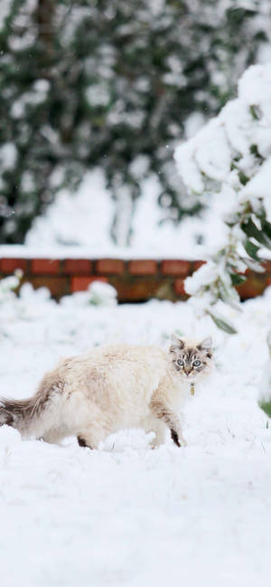 Winter Phone Fat White Cat Wallpaper