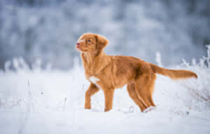 Winter Retriever Dog Wallpaper