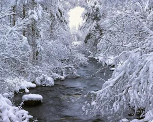 Winter Scene Bent Trees Wallpaper