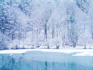 Winter Scene Frozen Wallpaper