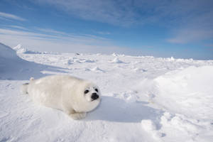 Winter Season Harp Seal Wallpaper