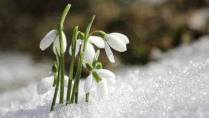 Winter Season Snowdrop Wallpaper