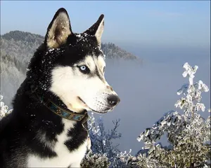 Winter Siberian Husky Dog Wallpaper