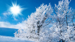 Winter Trees And Sunlight Wallpaper