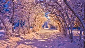 Winter Tunnel Of Trees Wallpaper