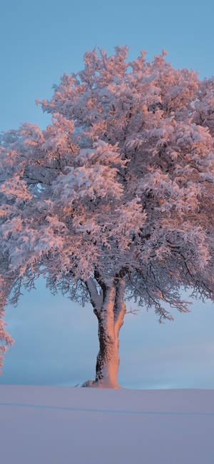 Wintry Morning On The Lake Wallpaper