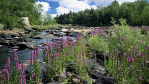 Wisconsin Nature Stream Wallpaper