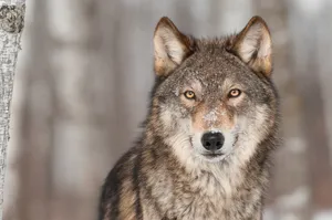 Wolf Glance Wallpaper