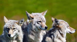 Wolf Pack In Meadow Wallpaper