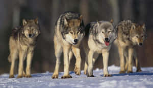 Wolf Pack Walking In The Snow Wallpaper