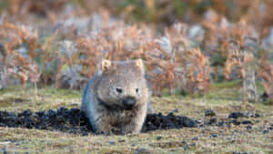 Wombatin Natural Habitat.jpg Wallpaper