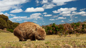 Wombatin Natural Habitat Wallpaper