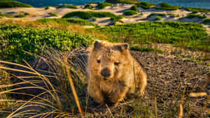 Wombatin Sand Dunes Wallpaper