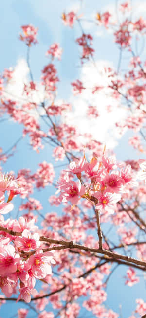 Wonderful Aesthetic Cherry Blossom Wallpaper