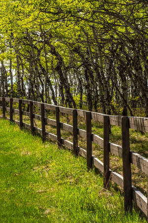 Wooden Park Fence Wallpaper