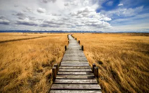 Wooden Path In A Field Wallpaper