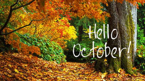 Woodland In Autumn Hello October Wallpaper