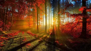 Woodland In Autumn With Sun Rays Wallpaper