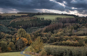 Woods In The Countryside Wallpaper