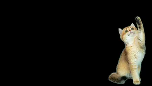 Work Or Play With This Dark Cute Laptop Wallpaper