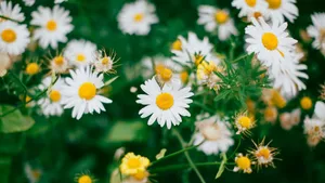 Working In Style – Daisy Laptop Wallpaper