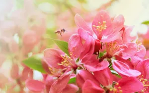World's Most Beautiful Flowers Malus Spectabilis Wallpaper
