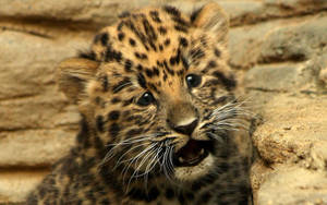 Worried Face Cheetah Wallpaper