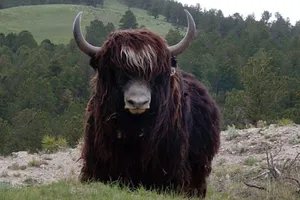 Yak Black With Forest Background Wallpaper