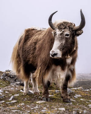 Yak Brown And White On Grass Wallpaper