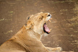 Yawning Lioness Lying Down Wallpaper