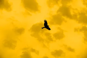 Yellow Aesthetic Laptop Flying Bird Clouds Wallpaper