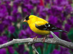 Yellow And Black Bird Wallpaper