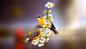 Yellow And Grey Love Birds Wallpaper