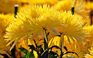 Yellow Autumn Chrysanthemums Wallpaper