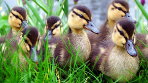 Yellow Baby Ducks With Brown Pattern Wallpaper