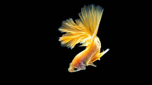 Yellow Betta Fish Wallpaper